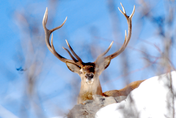 PASSIONE PER IL CERVO
